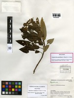 Holotype of Aequatorium palealbum S. Díaz & A. Correa [family ASTERACEAE]