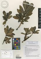 Holotype of Coprosma meyeri W. L. Wagner & Lorence [family RUBIACEAE]