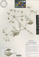 Holotype of Nototrichium divaricatum Lorence [family AMARANTHACEAE]