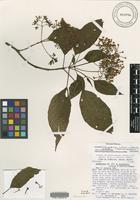 Isotype of Arachnothryx chimalaparum Lorence ex Bonhidi [family RUBIACEAE]