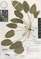 Holotype of Cyanea dolichopoda Lammers & Lorence [family CAMPANULACEAE]
