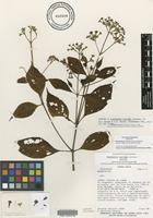 Isotype of Rondeletia tayloriae Lorence [family RUBIACEAE]