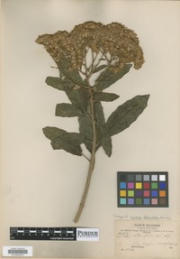 Isotype of Gynoxys alternifolia Rusby [family ASTERACEAE]