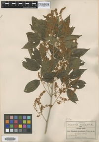 Isotype of Thouinia acuminata S. Watson [family SAPINDACEAE]