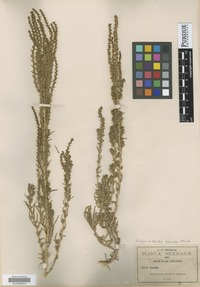 Isotype of Dondia mexicana Standl. [family AMARANTHACEAE]
