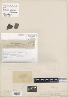 Isotype of Uredo albizziae Henn. Ex. Sacc. [family PHAKOPSORACEAE]