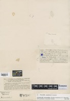 Type of Aregma triarticulatum Berk. & M.A. Curtis [family PHRAGMIDIACEAE]