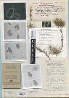 Isotype of Puccinia ranulipes Doidge [family PUCCINIACEAE]