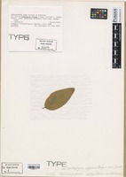 Isotype of Mikronegeria alba Oehrens & Peterson [family MIKRONEGERIACEAE]