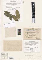Holotype of Uredo alafia Cummins [family INCERTAE SEDIS]