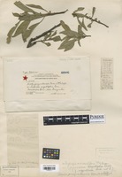 Holotype of Uredo guaynabensis F. Kern & Whetzel [family INCERTAE SEDIS]