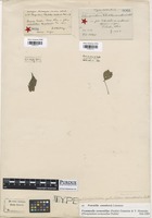 Isotype of Phragmidium potentillae-canadensis Dietel [family PHRAGMIDIACEAE]