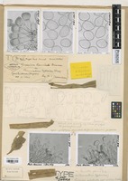 Holotype of Puccinia substriata Ellis & Barthol. var indica Ramachar & Cummins [family PUCCINIACEAE]