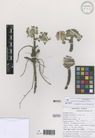 Nototriche jamesonii A.W.Hill [family MALVACEAE]