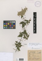 Cronquistianthus origanoides (Kunth) R.M.King & H.Rob. [family ASTERACEAE]