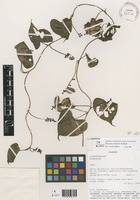 Dioscorea rimbachii R.Knuth [family DIOSCOREACEAE]