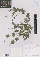 Salvia loxensis Benth. [family LAMIACEAE]