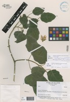 Nasa auca (Weigend) Weigend [family LOASACEAE]