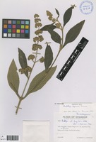 Buddleja lojensis E.M.Norman [family BUDDLEJACEAE]