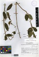 Neotype of Valeriana coleophylla Diels [family VALERIANACEAE]