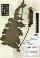 Isotype of Aphelandra loxensis Wassh. [family ACANTHACEAE]