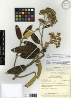 Isotype of Gynoxys regis H.Robinson & Cuatr [family ASTERACEAE]