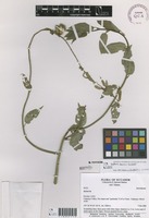 Byttneria loxensis Cristóbal [family MALVACEAE]