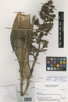 Racinaea tripinnata (Baker) M. A. Spencer & L. B. Sm. [family BROMELIACEAE]