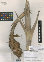 Tillandsia aequatorialis L. B. Sm. [family BROMELIACEAE]