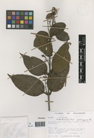 Struthanthus lojae Kuijt [family LORANTHACEAE]