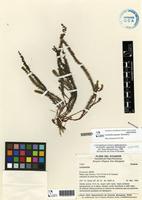 Holotype of Lachemilla angustata Romoleroux [family ROSACEAE]