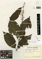 Isotype of Gonzalagunia bifida B.Ståhl. [family RUBIACEAE]