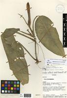 Paratype of Philodendron hooveri Croat & Grayum [family ARACEAE]