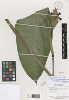 Calathea paucifolia H.Kenn. [family MARANTACEAE]