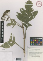 Verbesina minuticeps S. F. Blake [family ASTERACEAE]