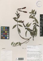 Fuchsia harlingii Munz [family ONAGRACEAE]
