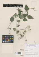 Justicia riopalenquensis Wassh. [family ACANTHACEAE]