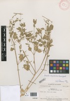 Irenella chrysotricha Suess. [family AMARANTHACEAE]