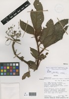 Pearcea rhodotricha (Cuatrec.) L.P.Kvist & L.E.Skog [family GESNERIACEAE]