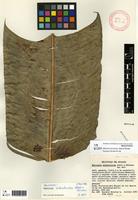 Holotype of Heliconia sclerotricha Abalo & G.Morales [family HELICONIACEAE]