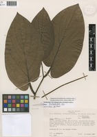 Piper hylophilum C.DC. [family PIPERACEAE]