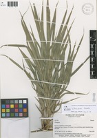 Chusquea falcata L.G.Clark [family POACEAE]