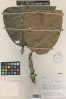 Pouteria gigantea (Diels) Pilz [family SAPOTACEAE]