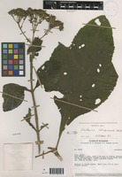 Verbesina latisquama S. F. Blake [family ASTERACEAE]