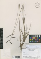 Paspalum azuayense Sohns [family POACEAE]