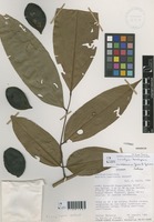 Swartzia bombycina R.S.Cowan [family FABACEAE]