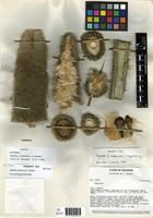 Isotype of Espostoa frutescens Madsen [family CACTACEAE]