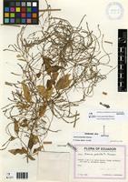 Isotype of Iresine pedicellata Eliasson [family AMARANTHACEAE]
