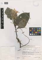 Aphelandra sulphurea Hook. [family ACANTHACEAE]