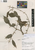 Begonia secunda L.B.Sm. & Wassh. [family BEGONIACEAE]